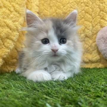 ノルウェージャンフォレストキャット【広島県・女の子・2024年10月30日・ダイリュートキャリコ】の写真「おめめくりくり女の子♡当社管理番号:010117」