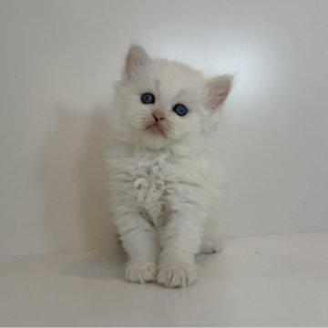 サイベリアン【広島県・男の子・2025年7月23日・ブラウンタビー&ホワイトバン】の写真「真っ白可愛い男の子⭐︎当社管理番号90301」