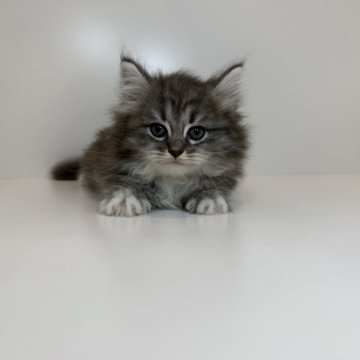 サイベリアン【広島県・男の子・2025年10月11日・シルバータビー&ホワイト】の写真「きりっとイケメンボーイ⭐︎当社管理番号100105」