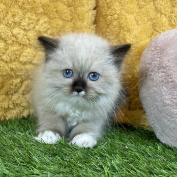 サイベリアン【広島県・男の子・2024年12月13日・シールポイント&ホワイト】の写真「わんぱくで可愛い男の子♡当社管理番号:020101」