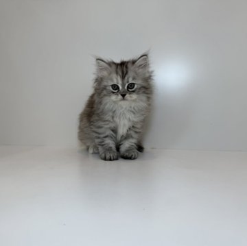 サイベリアン【広島県・女の子・2025年10月11日・シルバータビー&ホワイト】の写真「凛と美人な女の子⭐︎当社管理番号100106」