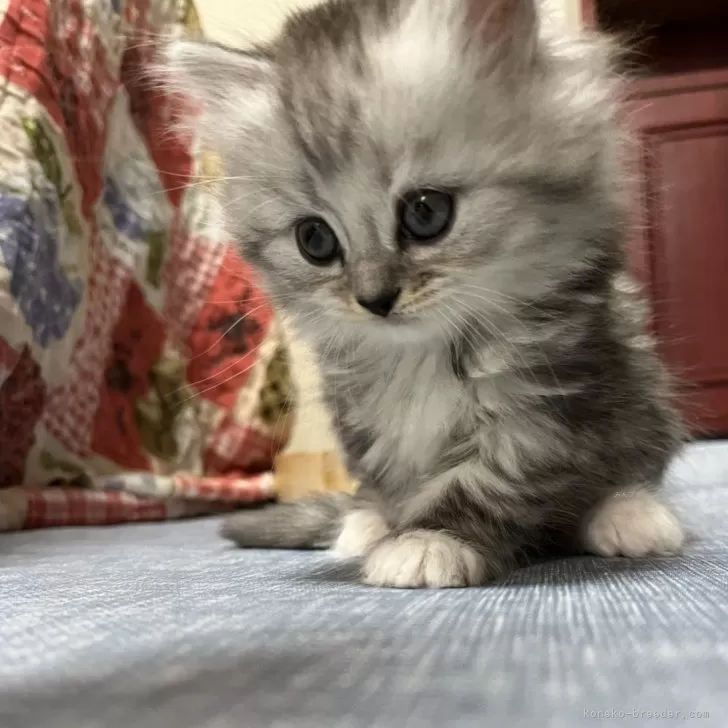 ID：2412-00009の子猫