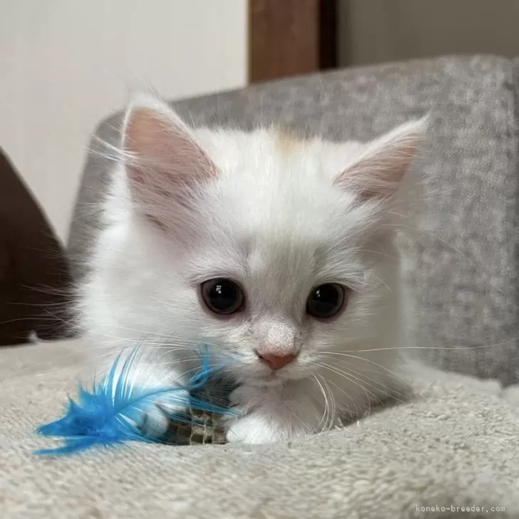 ID:2410-02203の子猫