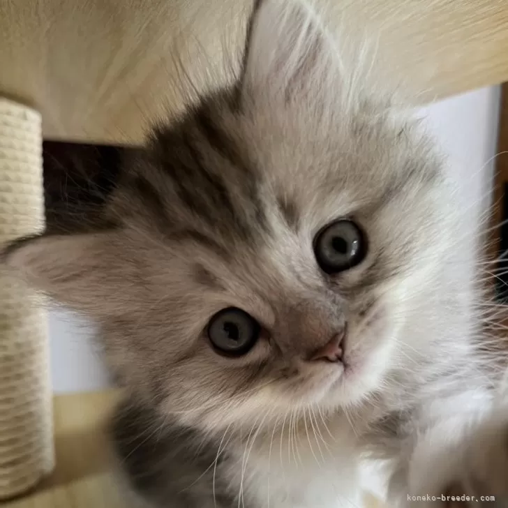 ID:2410-02286の子猫