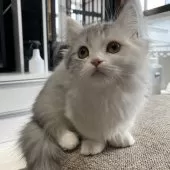 ミヌエット(短足)【栃木県・女の子・2024年10月15日・シルバーパッチドタビーホワイト】の写真10