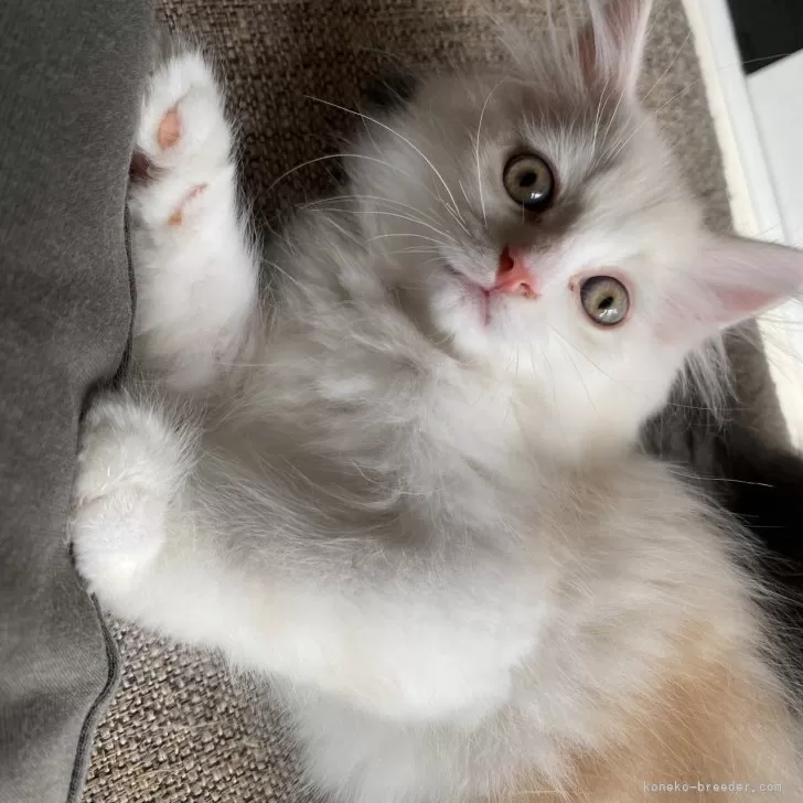 ID：2507-00639の子猫