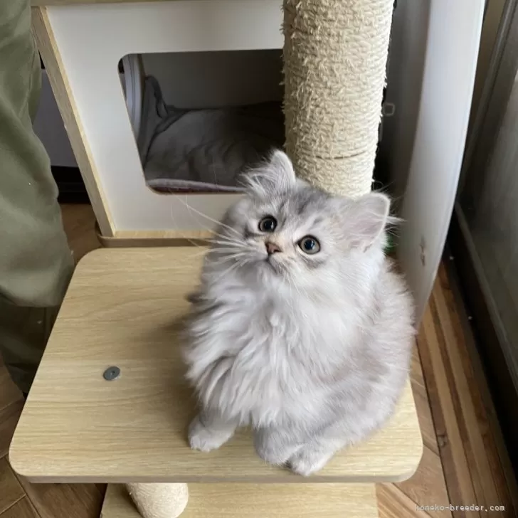 あこにゃんこ 様のお迎えした子猫