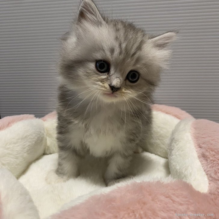 ブリーダー画像