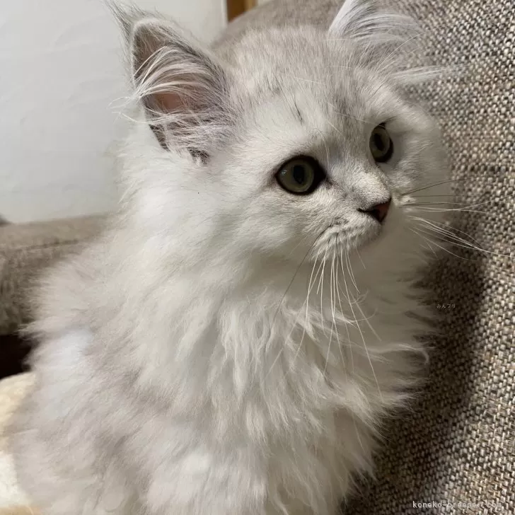 ID：2412-01892の子猫