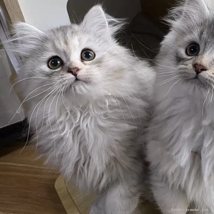 ID：2504-00656の子猫
