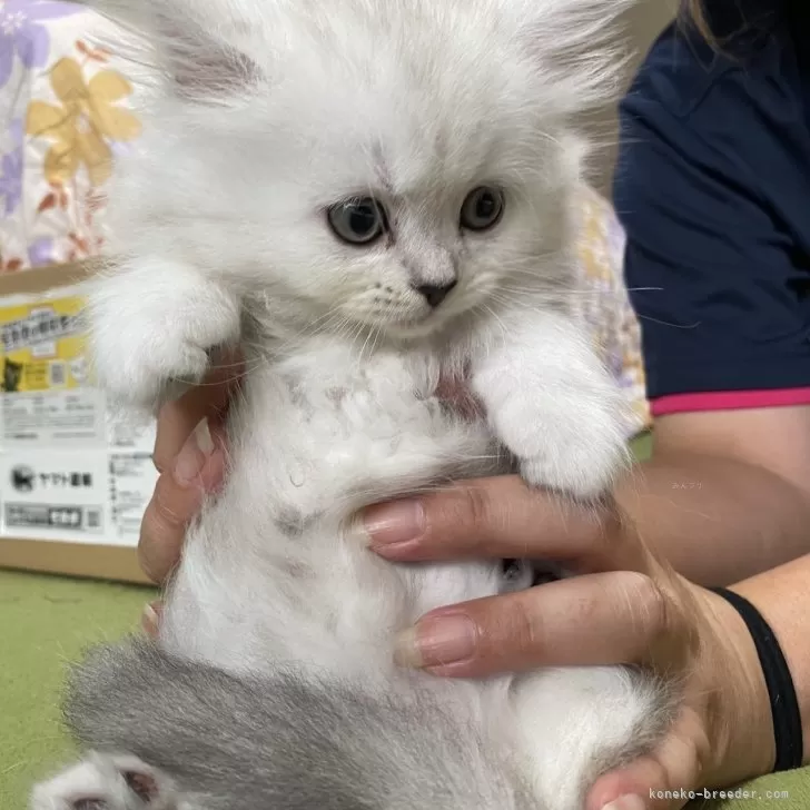 ID:2506-00627の子猫