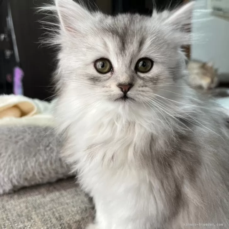 N.S 様のお迎えした子猫