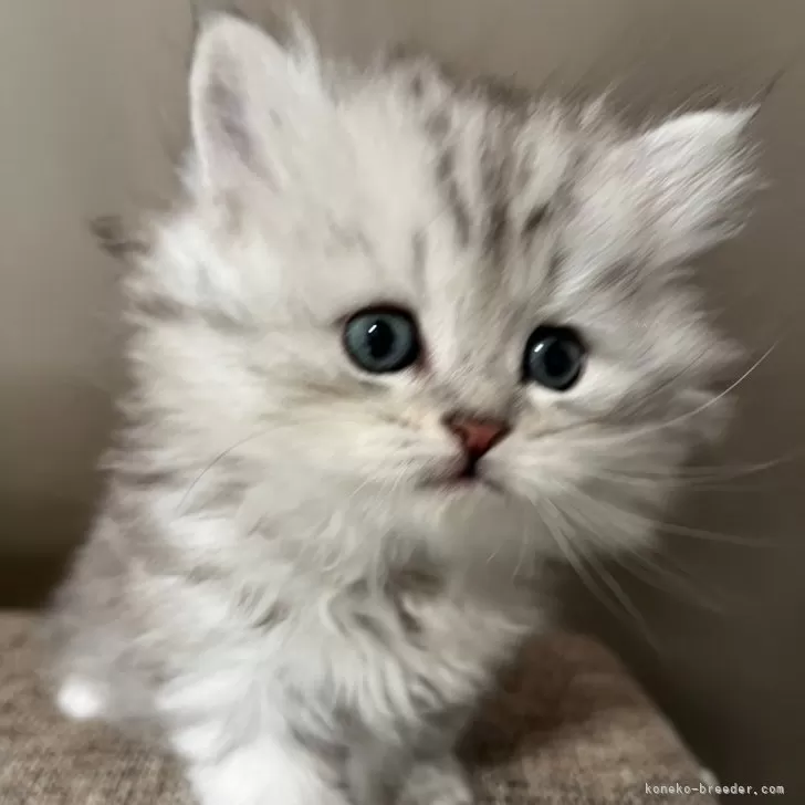 ID:2412-01636の子猫