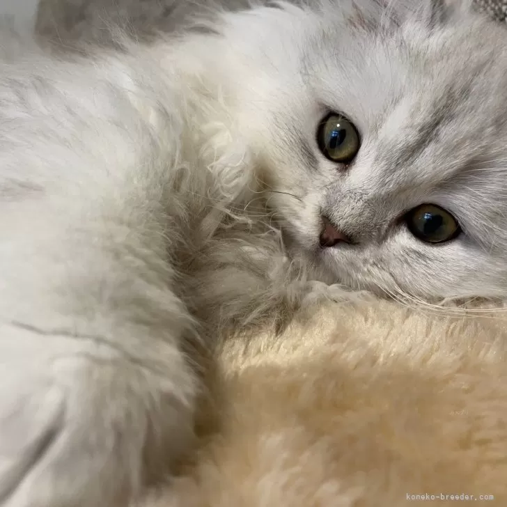 ID：2412-01893の子猫