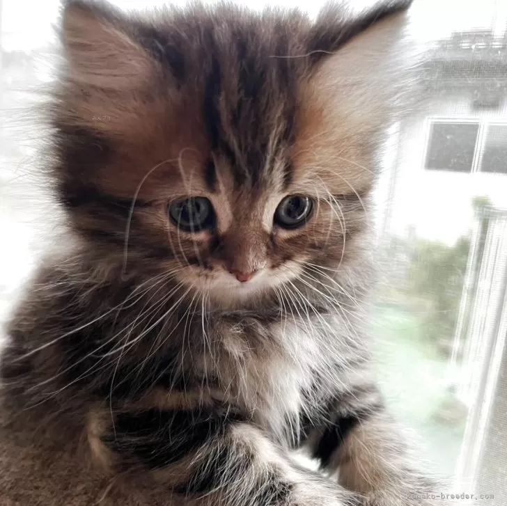 ID：2504-01363の子猫