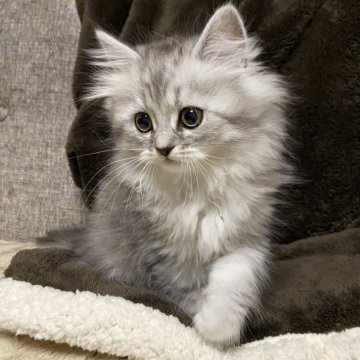 ミヌエット(長足)【栃木県・女の子・2025年10月10日・シルバータビー】の写真「とても人懐こくて可愛い子です☺️」