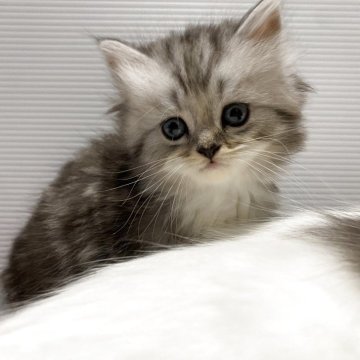 ミヌエット(長足)【栃木県・女の子・2025年10月10日・シルバータビー】の写真「人懐こくとても美人さんです♪」