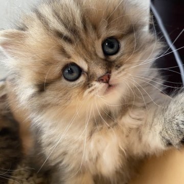 ミヌエット(長足)【栃木県・女の子・2025年8月17日・ブラウンタビー】の写真「もふもふの美人さんです♪」