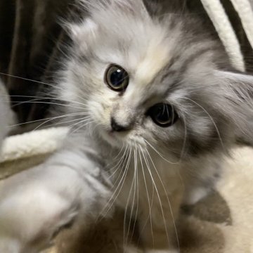 ミヌエット(長足)【栃木県・女の子・2025年10月10日・シルバーパッチドタビーホワイト】の写真「穏やかな優しい子です♪」