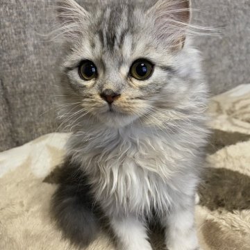 ミヌエット(長足)【栃木県・男の子・2025年8月23日・シルバータビー】の写真「人懐こく穏やかな可愛い子です♪」