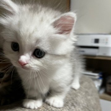 ミヌエット(短足)【栃木県・男の子・2025年3月3日・シルバータビーホワイト】の写真「穏やかでとても可愛い子です♪♪」