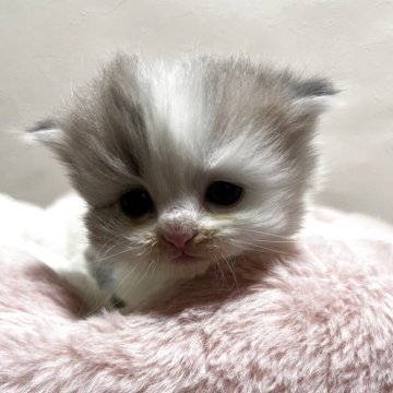 ミヌエット(長足)【栃木県・男の子・2025年11月12日・ダイリュートキャリコ】の写真「希少なパステル三毛の男の子です♪」