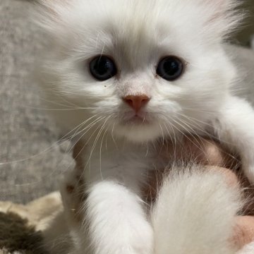ミヌエット(長足)【栃木県・男の子・2025年3月3日・クリームタビー】の写真「とても穏やかで控えめな子です♪」