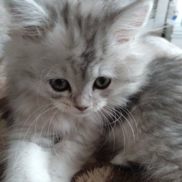 ミヌエット(長足)【栃木県・女の子・2025年8月23日・シルバータビー】の写真「穏やかで可愛い子です♪」