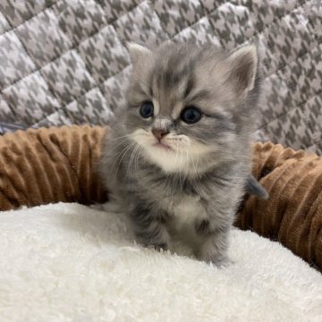 ミヌエット【栃木県・女の子・2025年11月12日・ブルータビー（ロング）】の写真「お顔まん丸のとても可愛い子です♪」