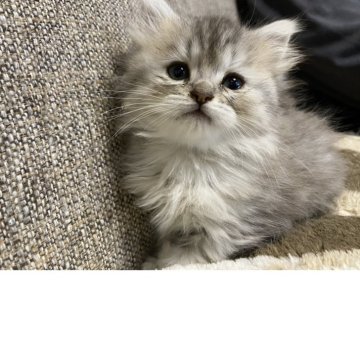 ミヌエット(長足)【栃木県・女の子・2025年10月18日・シルバータビー】の写真「とても小柄な可愛い子です☺️」