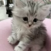 ミヌエット(短足)