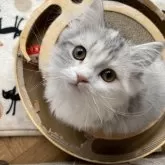 ミヌエット(短足)【栃木県・女の子・2024年10月15日・シルバーパッチドタビーホワイト】の写真1