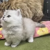 ミヌエット(短足)