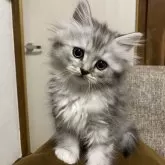 ミヌエット(長足)