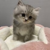 ミヌエット(長足)