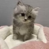 ミヌエット(長足)