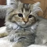 ミヌエット(長足)