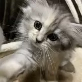 ミヌエット(長足)