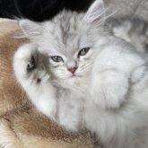 ミヌエット(長足)