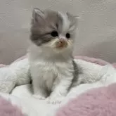 ミヌエット(長足)【栃木県・男の子・2025年11月12日・ダイリュートキャリコ】の写真1