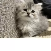 ミヌエット(長足)