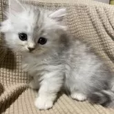 ミヌエット(長足)