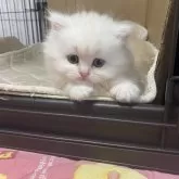 ミヌエット(短足)