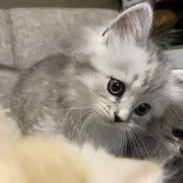 ミヌエット(長足)