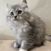 ミヌエット(長足)【栃木県・女の子・2025年10月10日・シルバータビー】の写真2