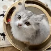 ミヌエット(短足)【栃木県・女の子・2024年10月15日・シルバーパッチドタビーホワイト】の写真4