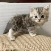 ミヌエット(長足)【栃木県・男の子・2025年8月23日・シルバータビー】の写真5