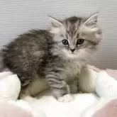 ミヌエット(長足)【栃木県・女の子・2025年10月10日・シルバータビー】の写真5