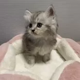 ミヌエット(長足)【栃木県・男の子・2025年10月10日・シルバータビー】の写真5