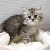 ミヌエット(長足)【栃木県・女の子・2025年10月10日・シルバータビー】の写真6